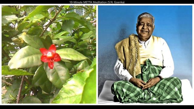 10-Minute METTA Meditation with S.N. Goenka (English) смотреть онлайн