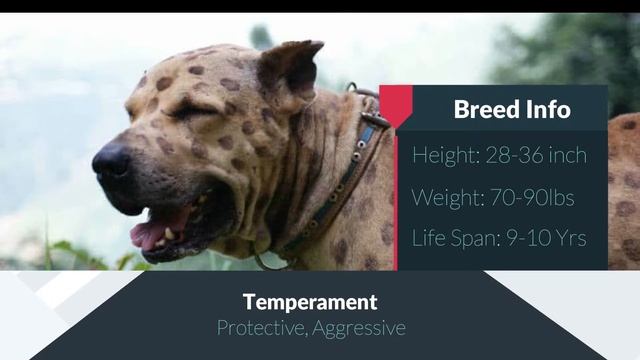 10 BEST FIGHTING Dogs In The World | Top 10 Fighting Dog Breeds смотреть онлайн