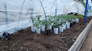 Обогрев рассады в теплице при низких температурах.