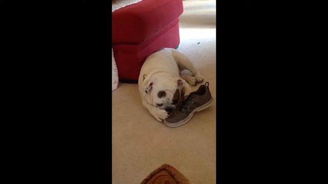 Bulldog Louie and his shoe смотреть онлайн