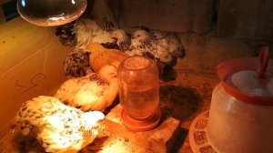 кокцидиоз у цыплят, его симптомы и лечение/ #куры #лечение #цыплята #симптомы #птицы #курымолодки