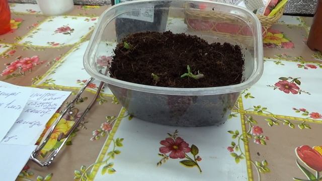 Размножение картофеля ростками,часть 2 смотреть онлайн