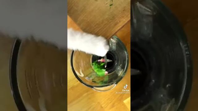 кот ест кактус ? смотреть онлайн