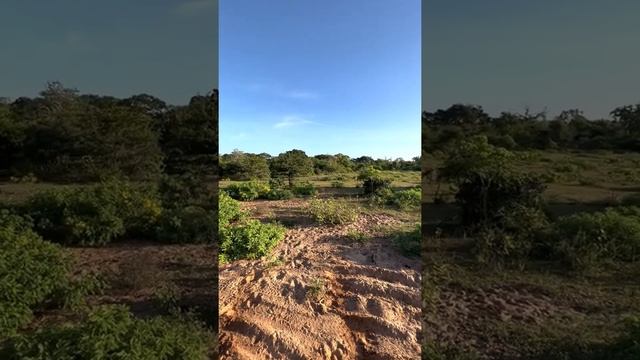 Сафари в Национальном парке Яла Шри-Ланка смотреть онлайн
