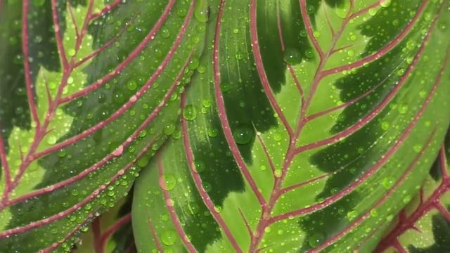 Maranta Leuconeura - Marante, Prayer Plant