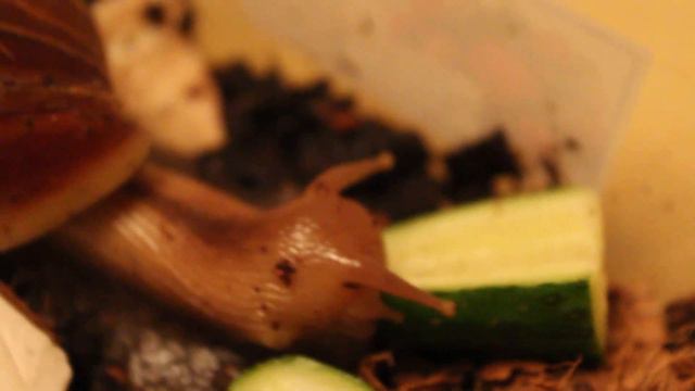 Ахатина фулика африканская улитка ест огурец. African snail Achatina Fulik eating cucumber смотреть онлайн