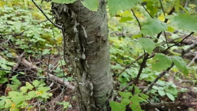 paper birch (Betula papyrifera) смотреть онлайн