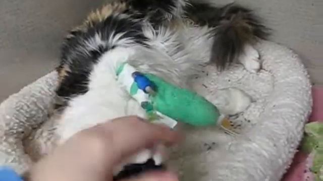Pebbles after Emergency Spay Surgery / Dec 2006 / Video 2 смотреть онлайн