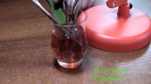 Черешня. Укоренение Черенков Плодовых Деревьев