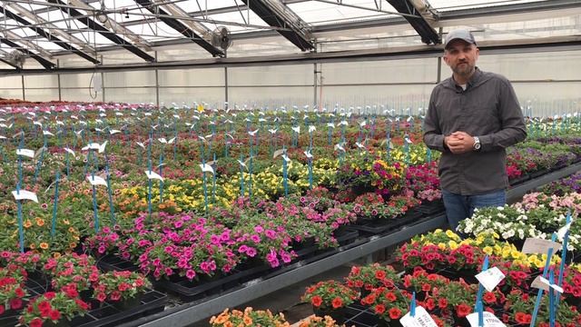 TechTalk - Cabaret Calibrachoa Baskets