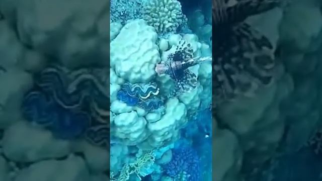 Ядовитая крылатка-зебра, Египет, Lion fish #redsea#egypt#снорклинг#fish#lionfish смотреть онлайн
