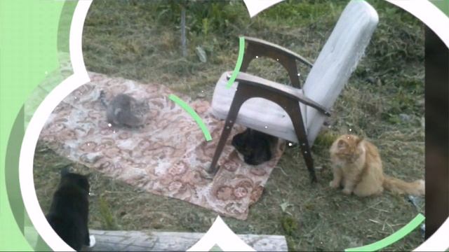 Коты Ар Веса! смотреть онлайн