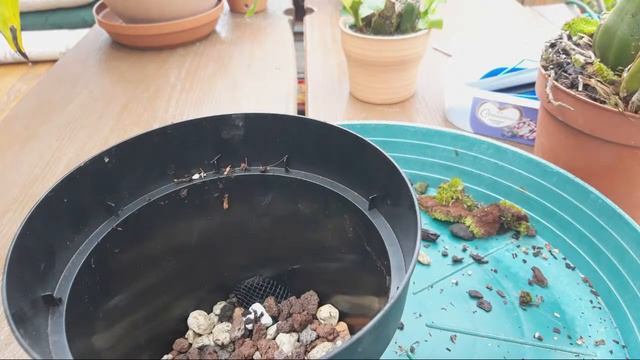 Спасаю Цветочные почки У  Ликасты  И Просто Про Ликасты.