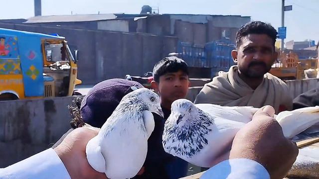 16) Gujranwala Kabotar mandi 2024 || کبوتر منڈی || Gujranwala Birds Market смотреть онлайн