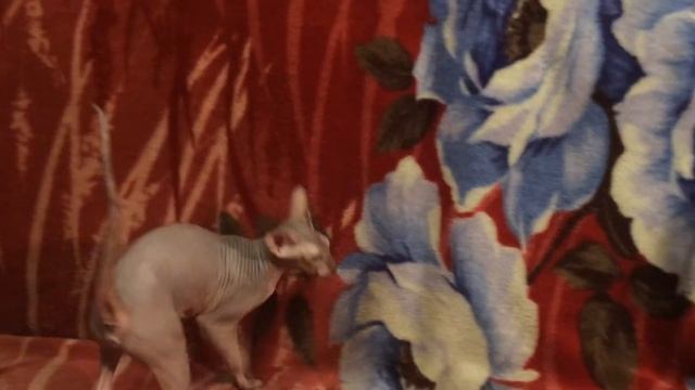 Петербургский сфинкс Пальмира Граффити сфинкс смотреть онлайн