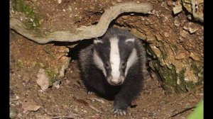 Какие животные впадают в спячку зимой??????