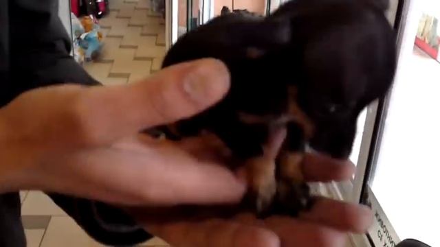 Мини пинчер от VIP Exotic смотреть онлайн