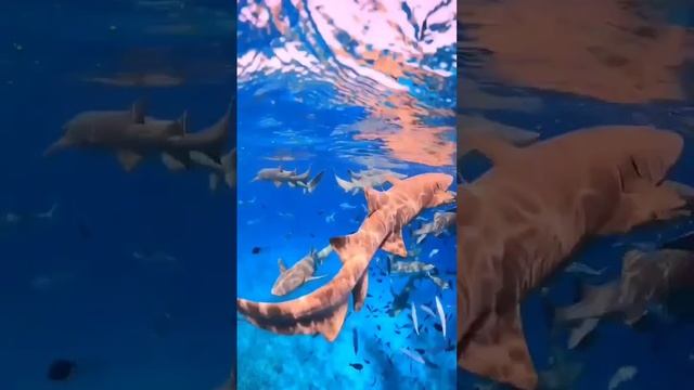 Мальдивы - кусочек рая на Земле ? #shorts #путешествие #природа #maldives #мальдивы #океан #рай смотреть онлайн