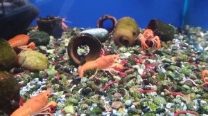 Кормление красных флоридских раков в магазине мотылем