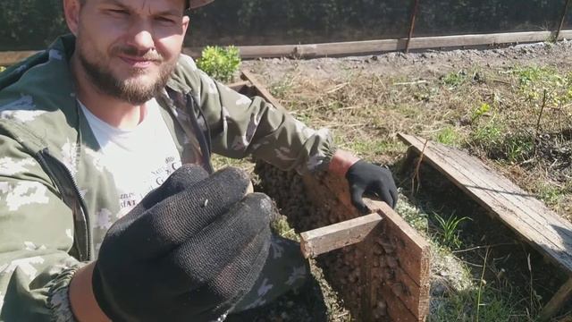 Улитки muller и maxima отбор маточного стада смотреть онлайн