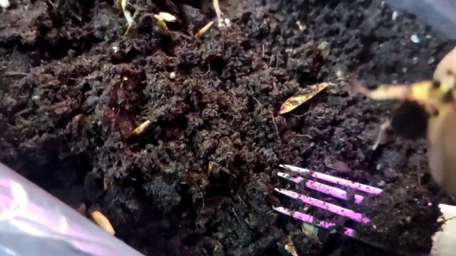 #Катальпа дерево счастья-медонос. 14/02/2022 г. смотреть онлайн
