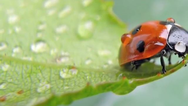 Poota Mata Kee Asees - Nirinjan Kaur (with subtitles french/english) смотреть онлайн