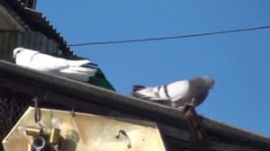 Красная красавица, голубка 3 на 2. Ивана Коропец.