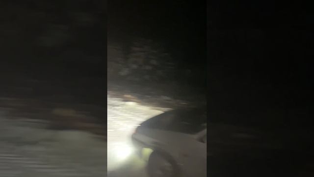 ЗИМА.ЛЕС.КАБАН. ??? смотреть онлайн