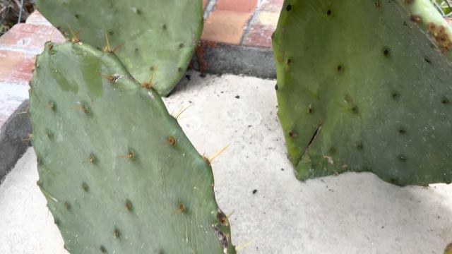 My first cactus tour!! смотреть онлайн