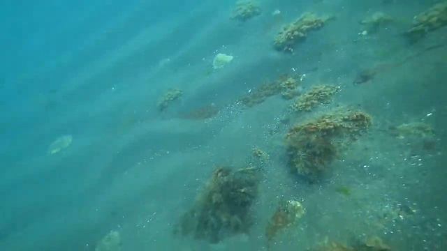 МОРСКОЙ ПЕТУХ смотреть онлайн