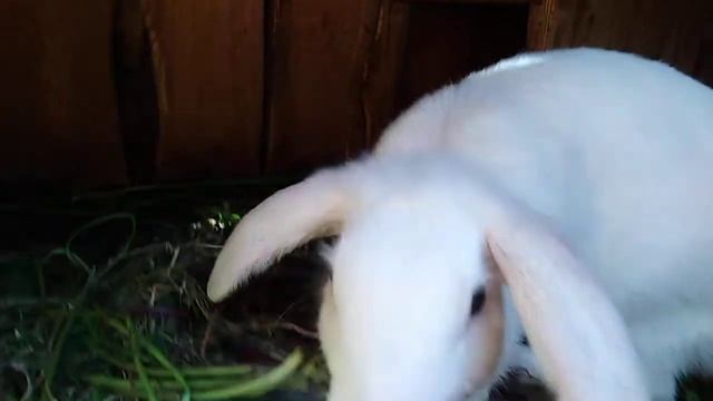 Говорящий кролик Кузя...