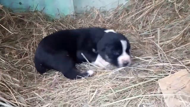 Mini test for puppy of Central Asian Shepherd. Female-5/ Мини тест для щенка САО. Сука-5. смотреть онлайн