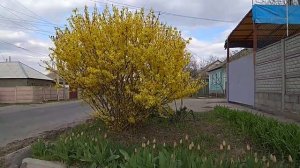 Форзиция Куст Гигант