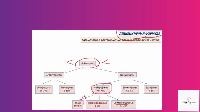 Гистология. Лейкоцитарная формула смотреть онлайн