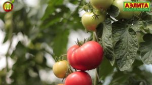 РАННИЕ ТОМАТЫ для 2021 года - Розовый Гибрид Мадам Кураж F1