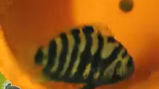 Чернополосая цихлазома Amatitlania nigrofasciata смотреть онлайн