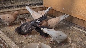 Всегда нужно оставатся человеком! Бакинские, Армянские, Дагестанские бойные голуби | РАССУЖДЕНИЯ !