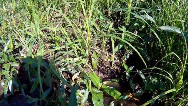 Ловим карася руками смотреть онлайн