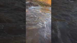 Прости Витек