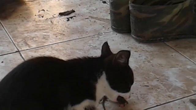 Котята поймали мышку смотреть онлайн