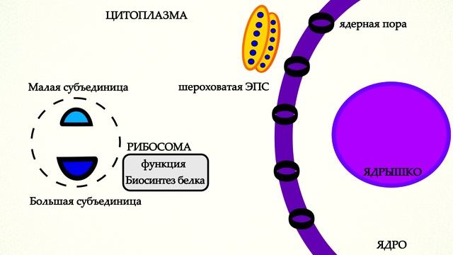 Рибосома.mp4