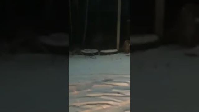 Тигр гуляет по Дальнему востоку смотреть онлайн