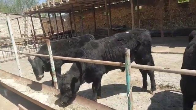 Ангуст смотреть онлайн