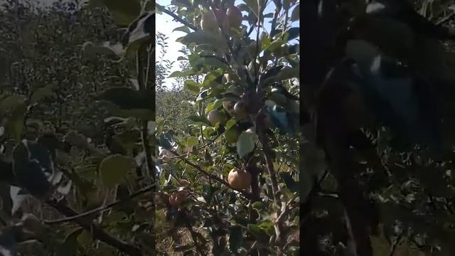 Урожай яблони сорта Айдаред на 4 год смотреть онлайн