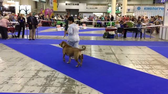 CACIB Kiev 3/9/16 intermediate смотреть онлайн