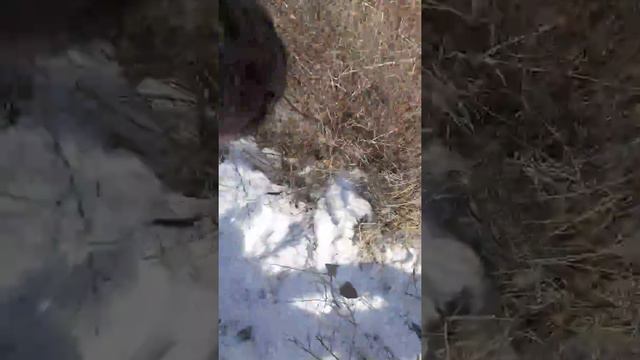 Ура поймал зайца смотреть онлайн