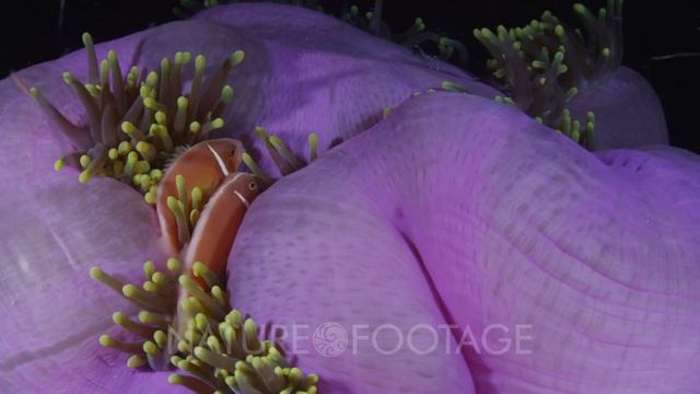 Pink Anemone Fish In Purple Anemone смотреть онлайн