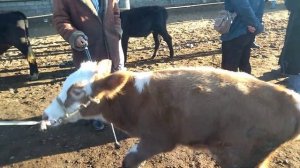 СИРДАРЁ МОЛ БОЗОРИДА ГУНАЖИН ВА БУЗОКЛАР БОЗОРИ ???