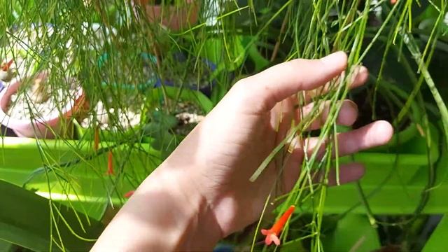 Русселия хвощевидная: секреты ухода за "живыми шторами" смотреть онлайн