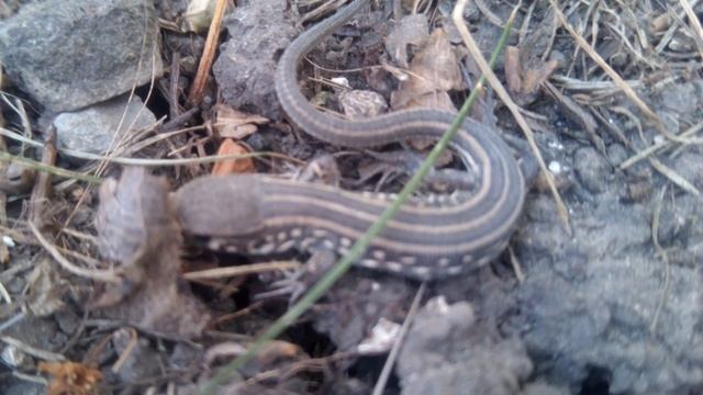 Маленькая Ящерица (детёныш) спряталась под листочком Little Gray Lizard